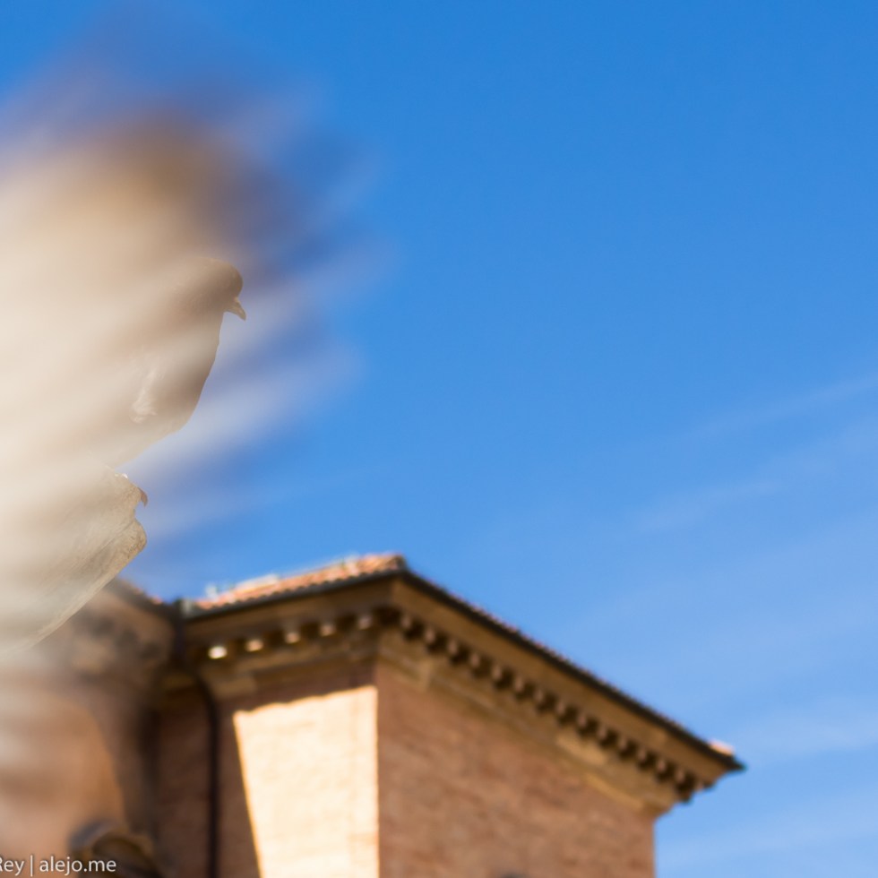 bologna-nettuno-bird
