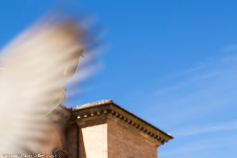 bologna-nettuno-bird